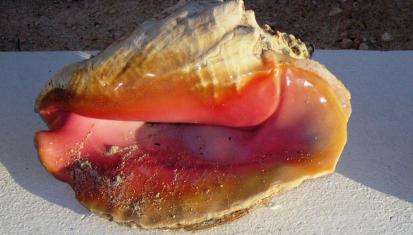 Laurie's Prize Conch Shell - Eleuthera Island
