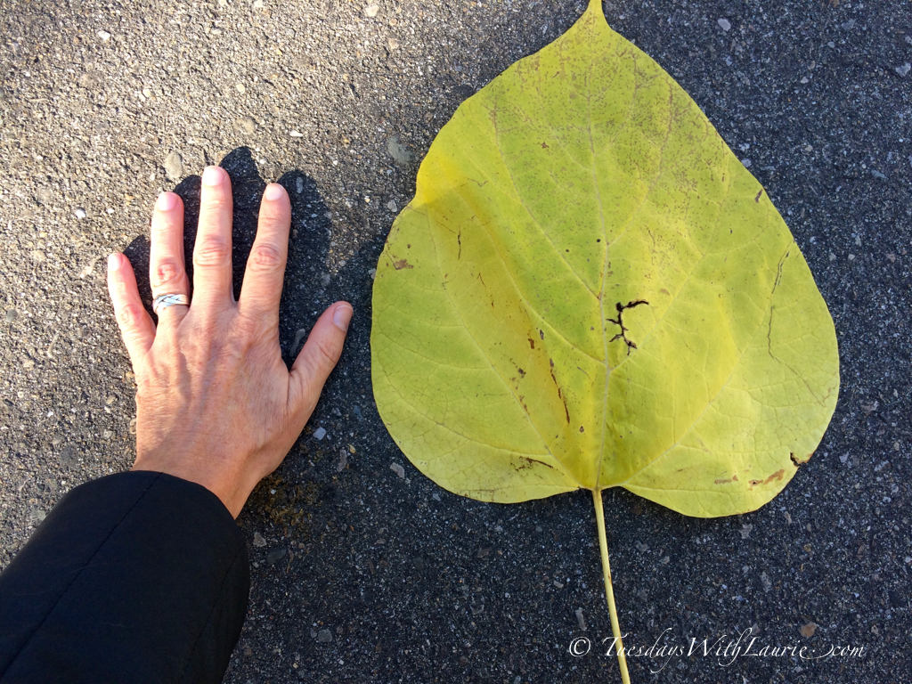 Giant leaf - 2
